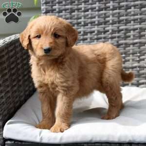 Fern, Goldendoodle Puppy