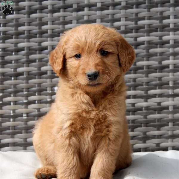 Fern, Goldendoodle Puppy