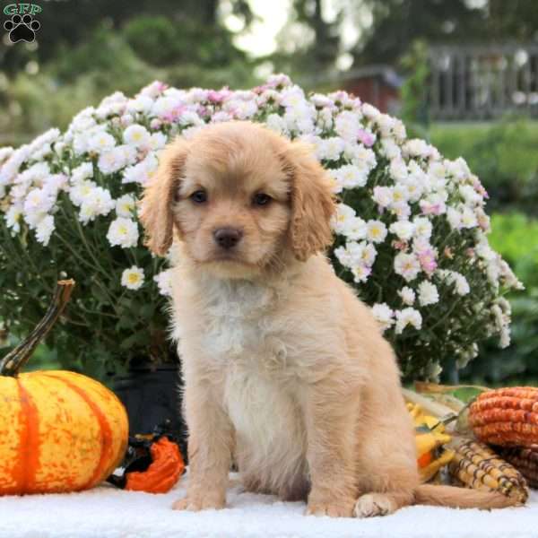 Fidget, Cavapoo Puppy