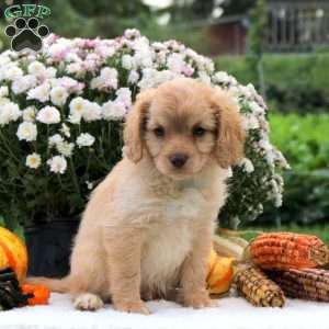 Fidget, Cavapoo Puppy