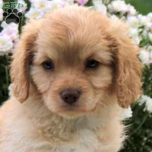 Fidget, Cavapoo Puppy