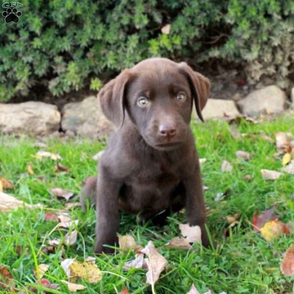 Finn, Chocolate Labrador Retriever Puppy