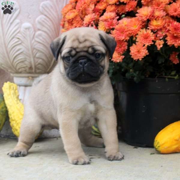 Finn, Pug Puppy