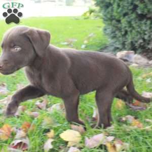 Finn, Chocolate Labrador Retriever Puppy