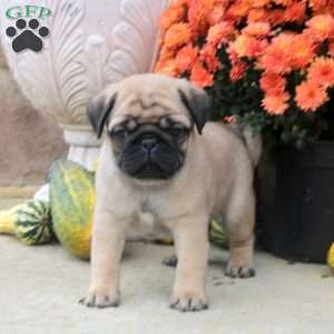Finn, Pug Puppy