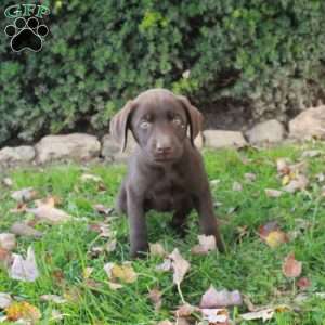 Finn, Chocolate Labrador Retriever Puppy