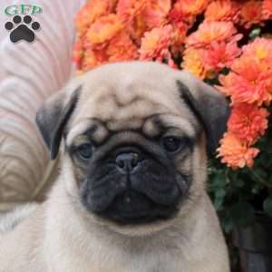 Finn, Pug Puppy
