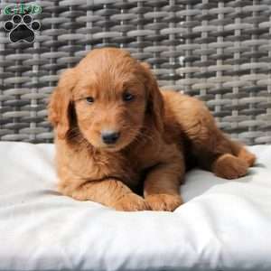 Finn, Goldendoodle Puppy