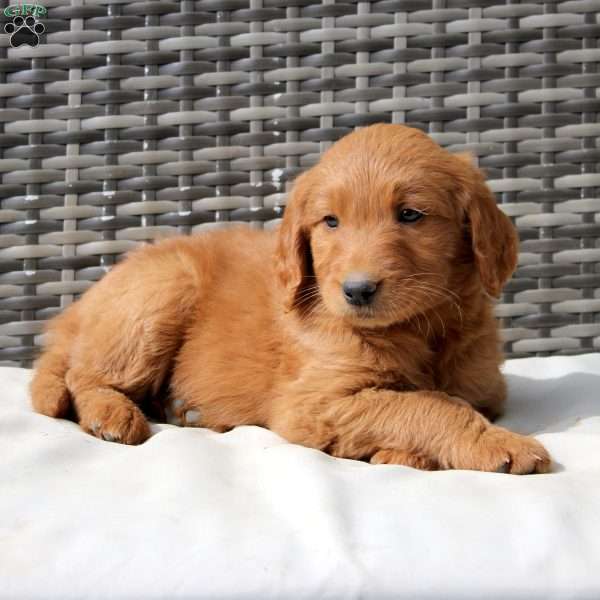 Finn, Goldendoodle Puppy