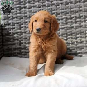 Finn, Goldendoodle Puppy