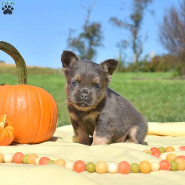 Fiona – Fluffy, French Bulldog Puppy