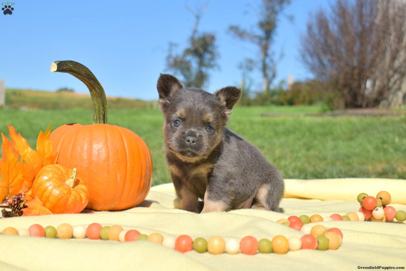 Fiona (French Bulldog, Female) in Christiana, PA