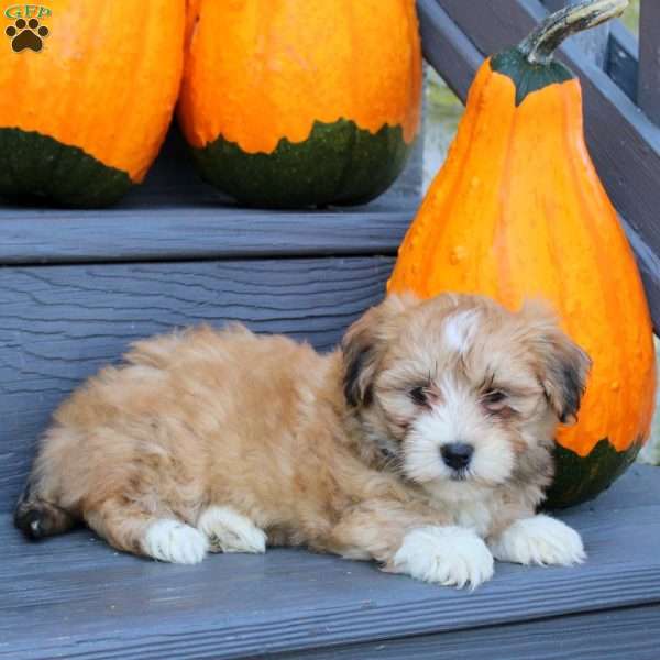 Fiona, Havanese Puppy