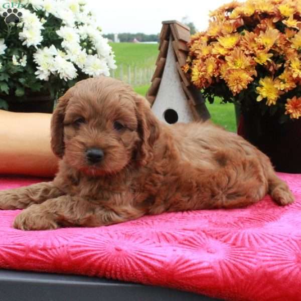 Fiona, Cockapoo Puppy
