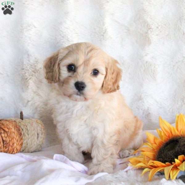 Fiona, Cavachon Puppy