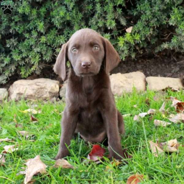 Fiona, Chocolate Labrador Retriever Puppy