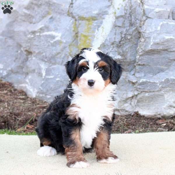 Fiona, Mini Bernedoodle Puppy