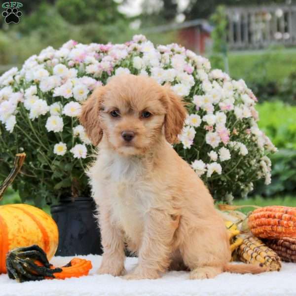 Fiona, Cavapoo Puppy