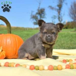 Fiona – Fluffy, French Bulldog Puppy