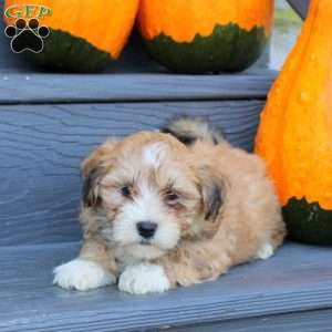 Fiona, Havanese Puppy