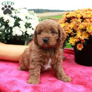 Fiona, Cockapoo Puppy
