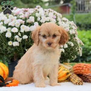 Fiona, Cavapoo Puppy