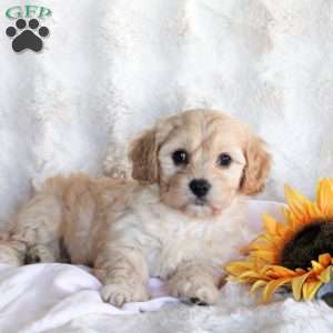 Fiona, Cavachon Puppy