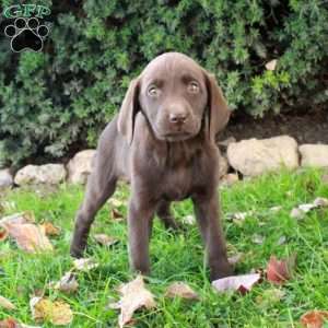 Fiona, Chocolate Labrador Retriever Puppy