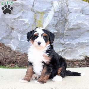 Fiona, Mini Bernedoodle Puppy
