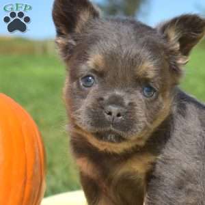 Fiona – Fluffy, French Bulldog Puppy