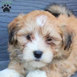 Fiona, Havanese Puppy