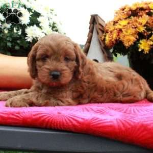 Fiona, Cockapoo Puppy