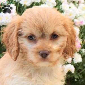 Fiona, Cavapoo Puppy