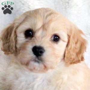 Fiona, Cavachon Puppy