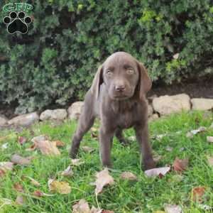 Fiona, Chocolate Labrador Retriever Puppy