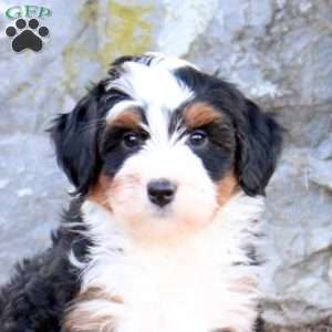 Fiona, Mini Bernedoodle Puppy