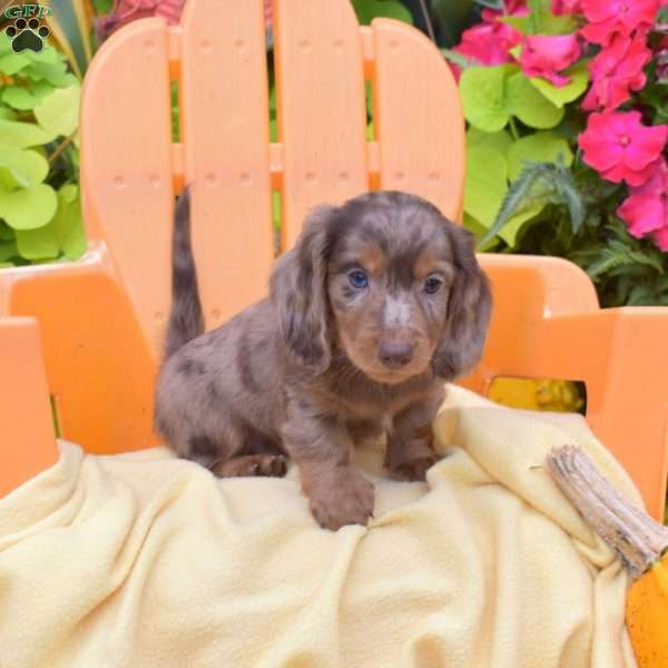 Flannel, Dachshund Puppy
