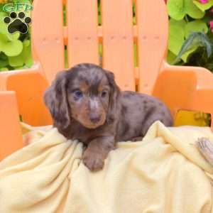 Flannel, Dachshund Puppy