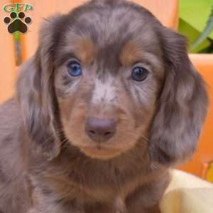 Flannel, Dachshund Puppy