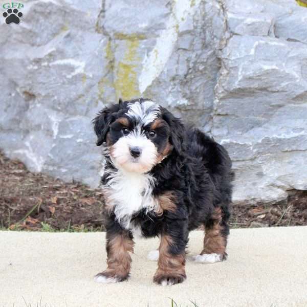 Flash, Mini Bernedoodle Puppy