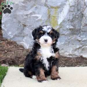 Flash, Mini Bernedoodle Puppy