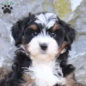 Flash, Mini Bernedoodle Puppy
