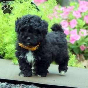 Flash, Havapoo Puppy