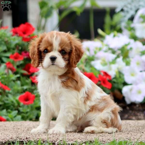Flash, Cavalier King Charles Spaniel Puppy