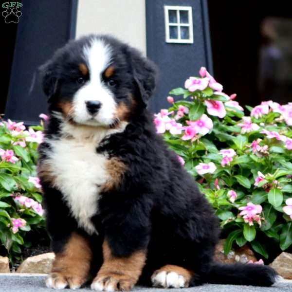 Flash, Bernese Mountain Dog Puppy