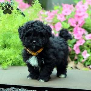 Flash, Havapoo Puppy