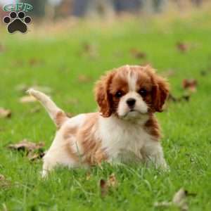 Flash, Cavalier King Charles Spaniel Puppy