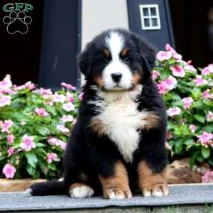 Flash, Bernese Mountain Dog Puppy
