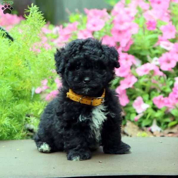 Flash, Havapoo Puppy