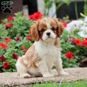 Flash, Cavalier King Charles Spaniel Puppy
